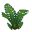 Jungle Fern