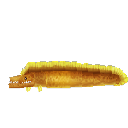 Eel Moray