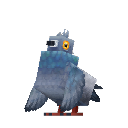 Pigeon