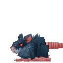 Rat